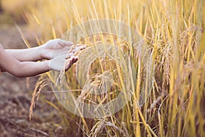 Mother and kid hand holding young rice together with tenderness