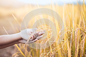 Mother and kid hand holding young rice together with tenderness