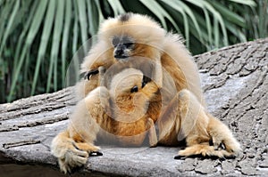 Mother and kid, Hoolock gibbon