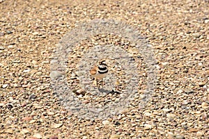 Mother Killdeer bird trying to distract me away from her nest