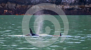 Mother killer whale orca with baby calf in Resurrection Bay in Kenai Fjords National Park in Seward Alaska USA