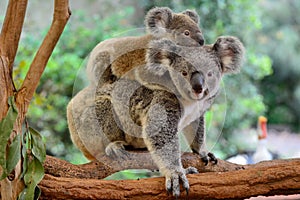 Mother koala with baby on her back