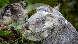 A mother koala with its joey