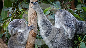 Mother koala and joey sitting side-by-side