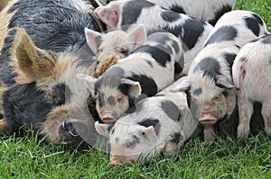 A mother kune kune pig laid with all her piglets