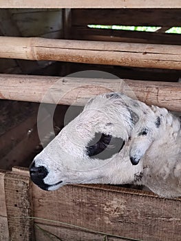 Mother lamb separated after giving birth to lambs in the afternoon