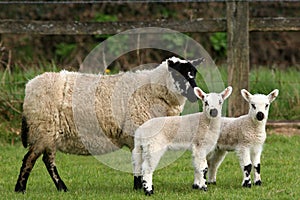 Mother and Lambs