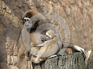 A mother lar gibbon ape, Hylobates lar, holds her baby