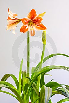 Mother-in-law and daughter-in-law at the entrance of the house (amaryllis