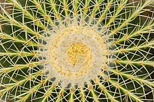 Mother-in-Law's Cushion cactus