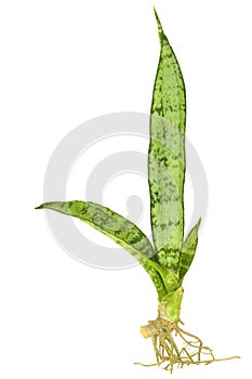 Mother in Law's Tongue or Snake Plant Isolated