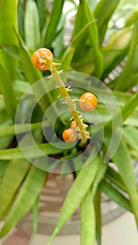 The mother-in-law& x27;s tongue plant produces orange fruit photo