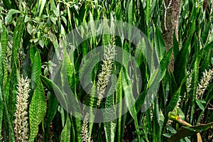 Mother-in-laws tongue a.k.a. snake plant Sansevieria hyacinthoides flowers - Pine Island Ridge Natural Area, Davie, Florida, USA