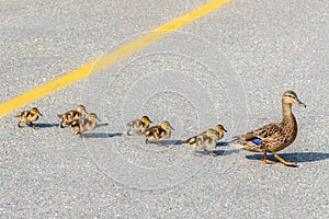 Mother leading baby ducks across a road