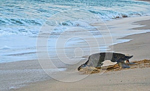Mother leather back sea turtle, Costa Azul, Los Cabos Mexico photo