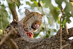 A mother leopard (panthera pardus) eating her prey in a tree