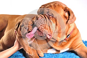 Mother Licking Her Puppy