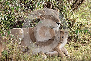 Mother lioness with cub