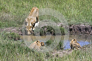 Mother lioness drinking from small pool