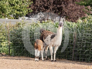 Mother llama nurses her baby