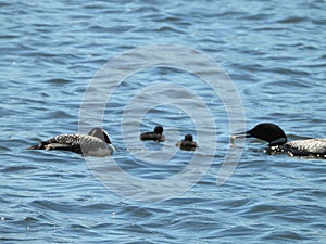Mother Loon protecting two baby Loons