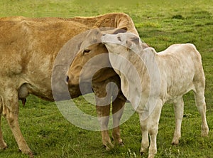 Mother love charolais cow with baby brahman calf photo