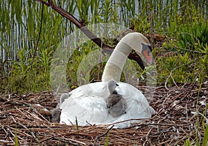 Mother love. A swan with her two youngsters.