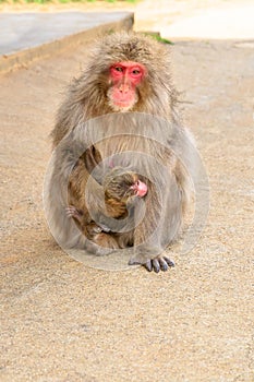 Mother Macaca fuscata