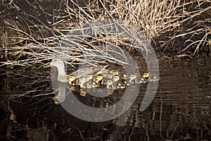 Mother Mallard with Babies