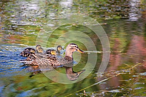 Mallard mother duck and ducklings swimming in river