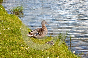 Mother mallard duck with cute duckling