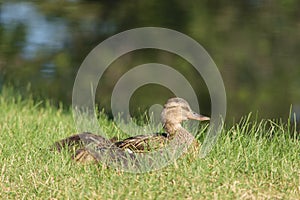 Mother Mallard Duck in grass with ducklings
