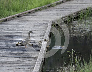 Mother Mallard duck with her ducklings