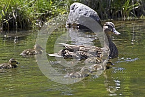 Mother Mallard Duck Swimming with Babies