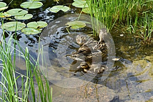 Mother mallard duck swimming with small ducklings on the pond