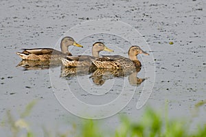 Mother Mallard Duck Swimming with Young