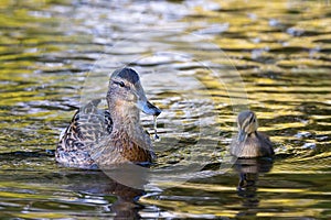 mother mallard duck with young chick