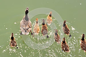 Mother mallard with ducklings