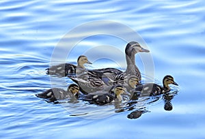 Mother Mallard with Ducklings