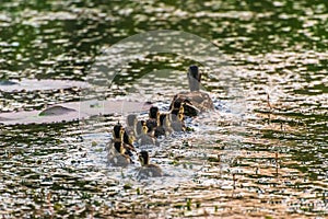 Mother Mallard with Ducklings swimming in lake