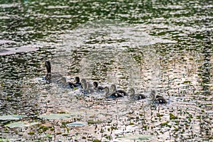 Mother Mallard with Ducklings swimming in lake