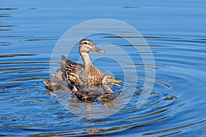 A Mother Mallard Swims with Her Ducklings