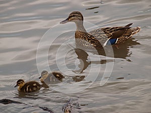 A Mother Mallard Watches Over Two of Her Three Hatchlings