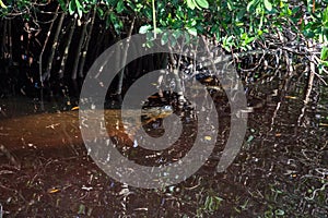 Mother manatee trichechus manatus latirostris hiding among the mangroves