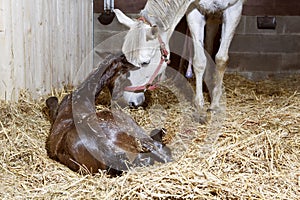 Mother mare and foal birth