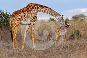 Mother Masai Giraffe Kissing Baby