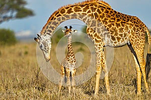 Madre giraffa protezione un bambino 