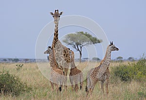 mother masai giraffe standing alert and watching over a tower of three baby giraffes in the wild Masai Mara, Kenya