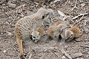 The mother meerkat and her kits