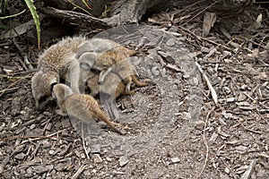 A mother meerkat and her kits